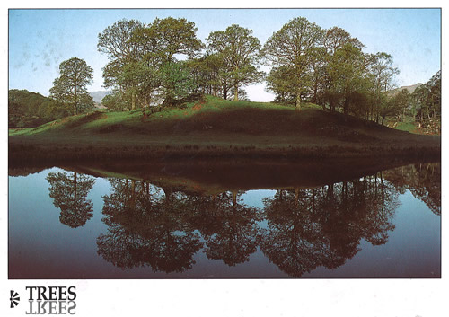 Trees postcards